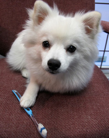 waldo dog with toothbrush | Newton Village Dental Clinic